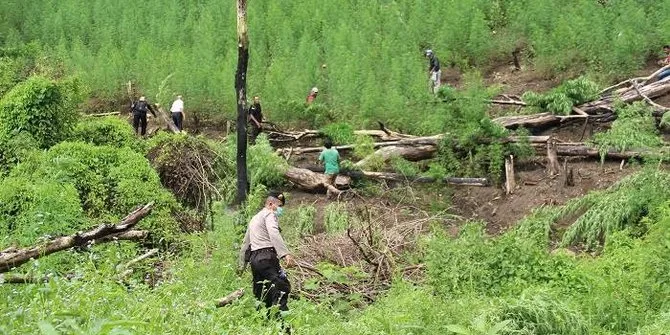 BNN dan Polri Kompak Tolak Kepmentan Penetapan Ganja Tanaman Obat