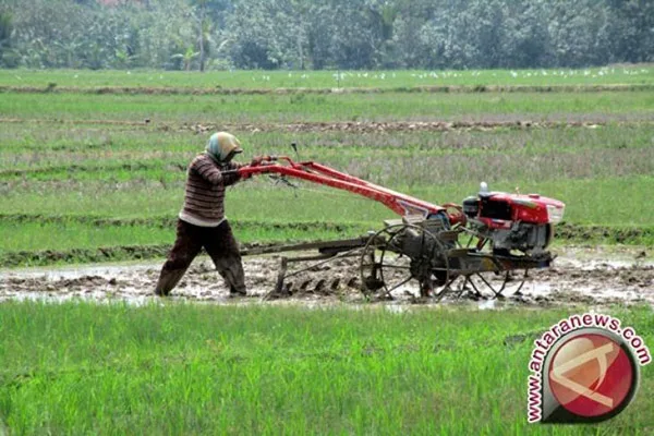 Patut Dicontoh, Begini Konsep Pertanian Berkelanjutan Ala Petani AS