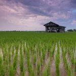 Banjir Aceh Utara sebabkan 746 hektar tanaman padi alami puso