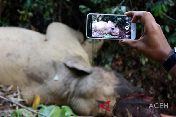 Kasus Gajah mati kepala dipenggal segera diadili di PN Aceh Timur