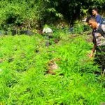 Cek Midi, Kolektor Manuskrip Kuno Aceh Sudah Lama Bicara Ganja Jadi Obat