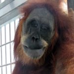 orangutan hope