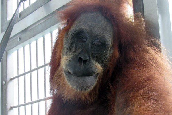 orangutan hope