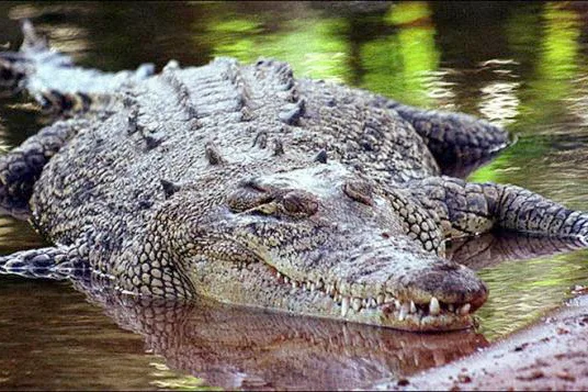 Saat cari ikan, warga Aceh Timur diserang buaya