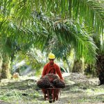Hasil Penelitian Anak Bekerja di Perkebunan Sawit Keluarga