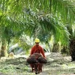 Sekda Aceh Jaya tersangka dugaan korupsi PSR senilai Rp38,4 miliar