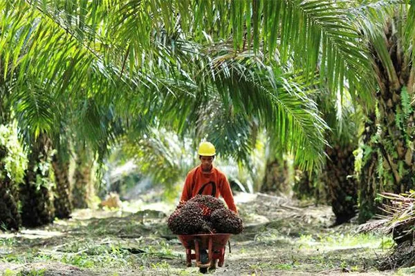 Sekda Aceh Jaya tersangka dugaan korupsi PSR senilai Rp38,4 miliar