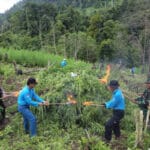 Kementan RI: Ganja Sudah Masuk Tanaman Obat Sejak 2006