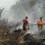 Kebun Sawit di Lahan Gambut Terbakar di Langsa