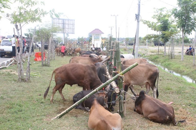 Pijay Tak Larang Meugang, Tapi Wajib Jaga Jarak