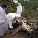 Pembunuh Gajah di Aceh Jaya Mulai Mengerucut