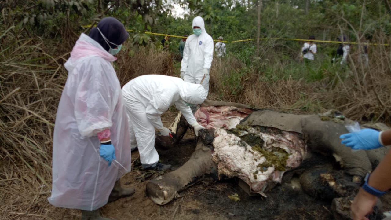 Pembunuh Gajah di Aceh Jaya Mulai Mengerucut