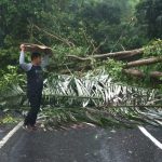 Gunung Gulu, Aceh Besar Macet Akibat Pohon Tumbang