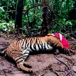 Konflik Meningkat, Populasi Harimau Semakin Terancam di Aceh