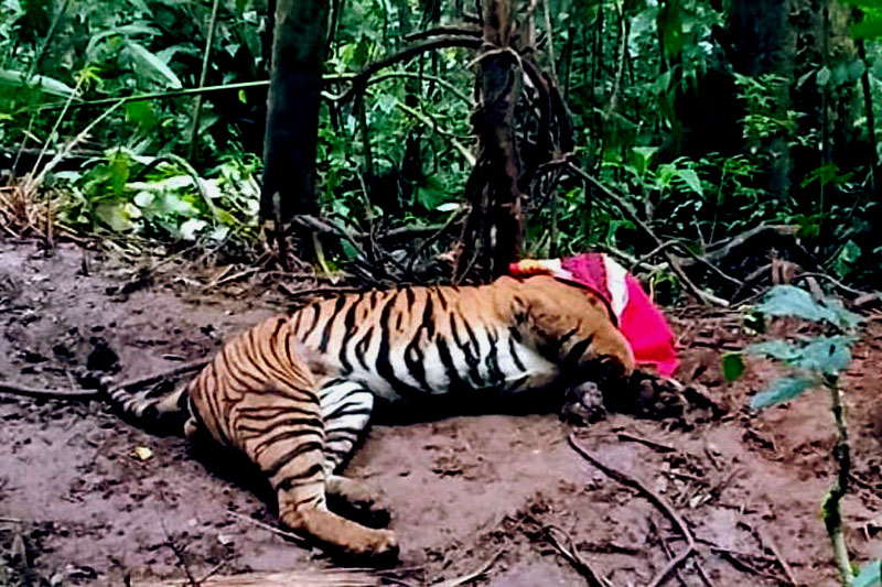 Konflik Meningkat, Populasi Harimau Semakin Terancam di Aceh