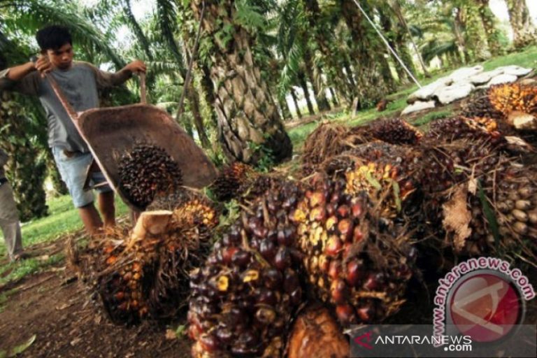 Pemkab Nagan Raya Klaim Pembelian TBS Petani Sesuai Aturan