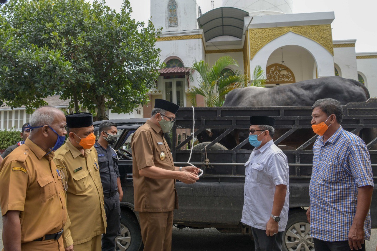 Sapi Kurban Milik Presiden Jokowi Seberat 856 Kg