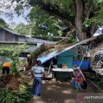 Satu Warung Rusak Tertimpa Pohon Setelah Angin Kencang di Sabang