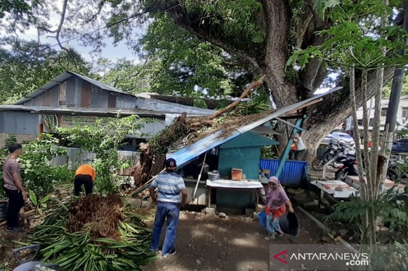 Satu Warung Rusak Tertimpa Pohon Setelah Angin Kencang di Sabang