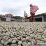 Harga kopi arabica Gayo sentuh harga tertinggi sepanjang sejarah