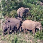 BKSDA: Konflik gajah-manusia hampir setiap hari terjadi di Aceh