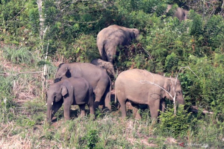 BKSDA: Konflik gajah-manusia hampir setiap hari terjadi di Aceh