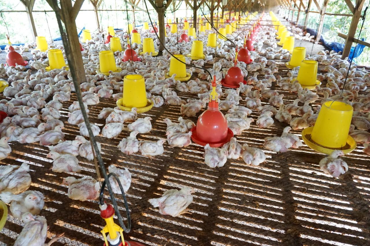 Pengusaha Muda Pijay, Peternak Ayam Tembus Pasar Medan