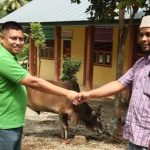 PKB Aceh Serahkan Sapi Kurban untuk Dayah di Aceh Besar