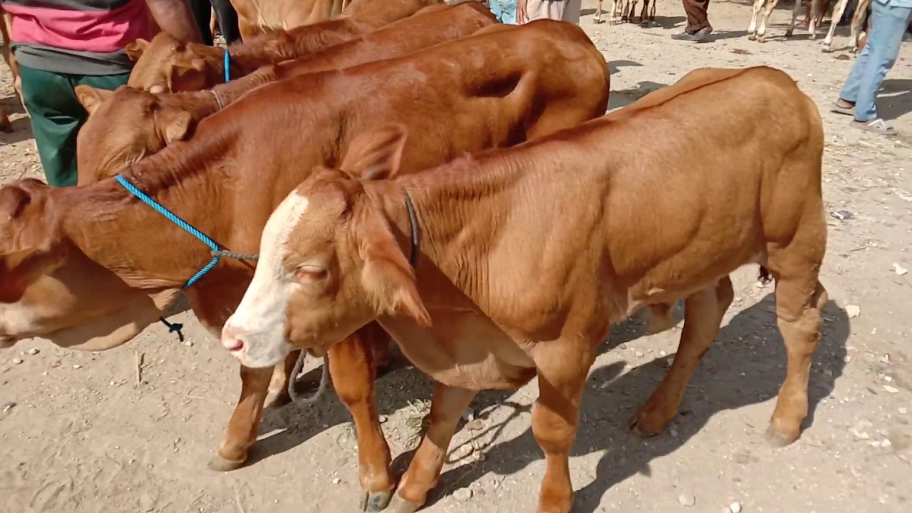 Dinas Pertenakan Aceh siapkan 71 ribu ekor sapi untuk meugang