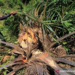 BKSDA: Konflik Gajah di Aceh Barat Akibat Pembukaan Lahan Kebun