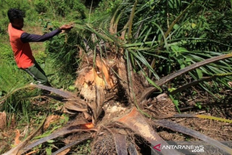 BKSDA: Konflik Gajah di Aceh Barat Akibat Pembukaan Lahan Kebun