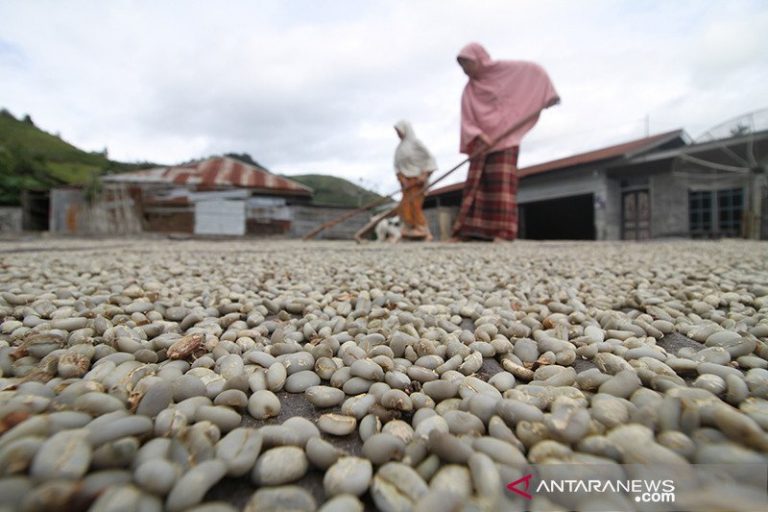 Permintaan Ekspor Minim, Kopi Gayo Menumpuk di Gudang