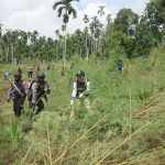 BNN Musnahkan 6 Ton Ganja di Aceh Utara