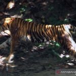 Harimau  Mangsa Sapi Warga di Aceh Tengah