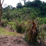 Gajah Obrak-Abrik Perkebunan Sawit di Aceh Jaya