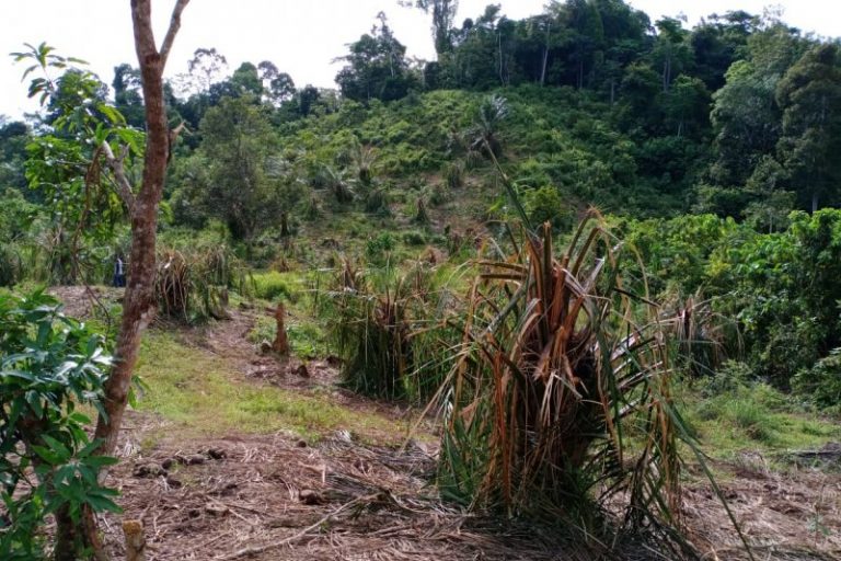 Gajah Obrak-Abrik Perkebunan Sawit di Aceh Jaya