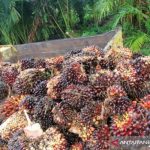Harga TBS kelapa sawit di Aceh Utara capai Rp2.800 per kilogram