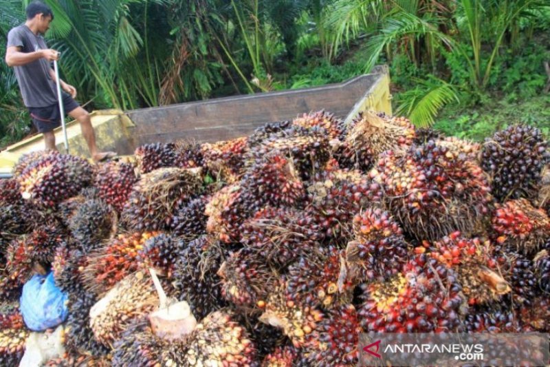 Harga TBS kelapa sawit di Aceh Utara capai Rp2.800 per kilogram