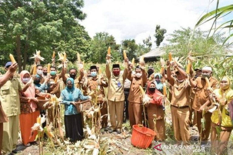 Ekspor Jagung Asal Aceh ke Korsel Terkendala Pandemi