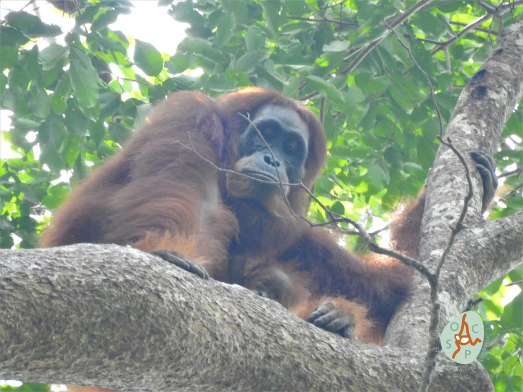 Bayi Orangutan Ditemukan di Jantho