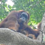 Bayi Orangutan Ditemukan di Jantho