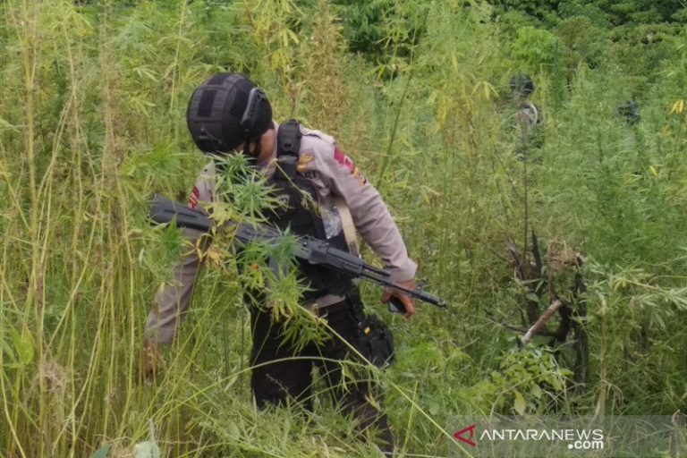 Bareskrim Polri temukan 5 hektar ladang ganja di Aceh