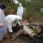 BKSDA: 57 Persen Kematian Gajah di Aceh karena Konflik