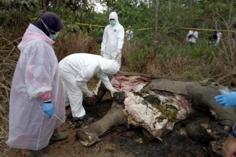 BKSDA: 57 Persen Kematian Gajah di Aceh karena Konflik