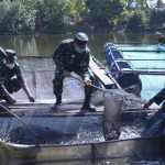 Manfaatkan Danau Terbengkalai, TNI Budidaya Ikan Lele