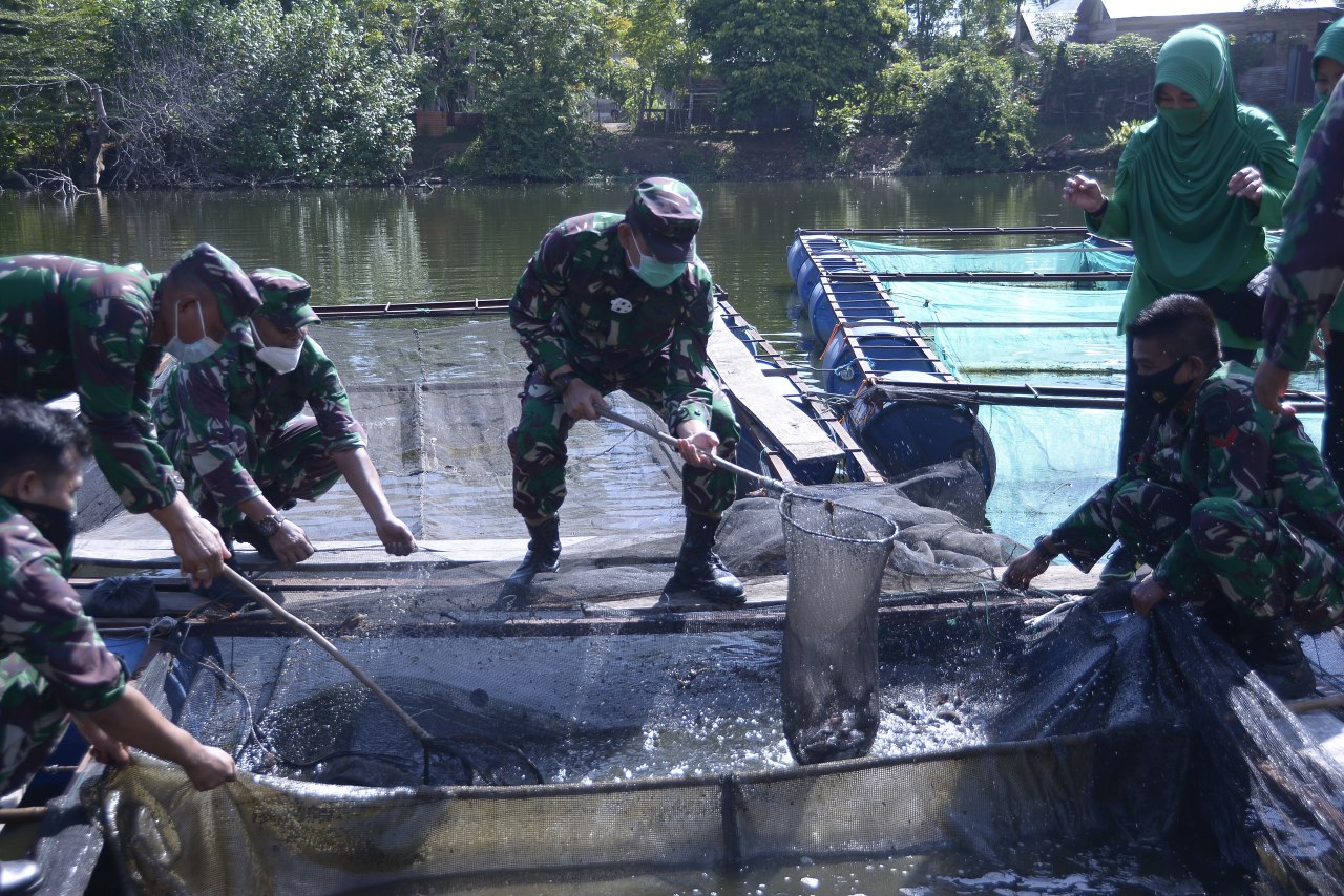 Manfaatkan Danau Terbengkalai, TNI Budidaya Ikan Lele