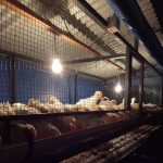 Unsyiah Kembangkan Ayam Organik Bebas Antibiotik