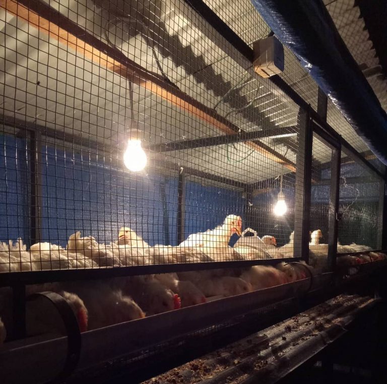 Unsyiah Kembangkan Ayam Organik Bebas Antibiotik