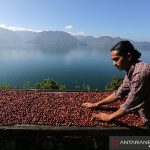 Ekspor Kopi Gayo Selama Pandemi Covid-19 Terpuruk