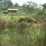 Kawal Gajah Jangan Punah